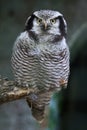 Northern hawk-owl (Surnia ulula). Royalty Free Stock Photo