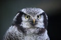 Northern hawk-owl (Surnia ulula).