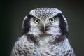 Northern hawk-owl (Surnia ulula). Royalty Free Stock Photo