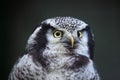 Northern hawk-owl (Surnia ulula).