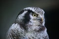 Northern hawk-owl (Surnia ulula).