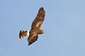 Northern or hen harrier Royalty Free Stock Photo