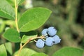 Northern highbush blueberry