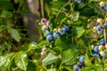 Northern highbush blueberry Vaccinium corymbosum - deciduous shrub with delicious fruit