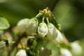 Northern highbush blueberry white flowers