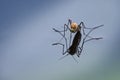 Northern house mosquito & x28;Culex pipiens& x29; with reflection on the b