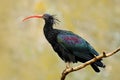 Northern Ibis sitting on the branch. Bald Ibis Geronticus eremita, exotic bird in the nature habitat, bird, evening sun light, dur Royalty Free Stock Photo