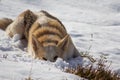 Northern-inuit dog snow ploughing in beautiful sunshine