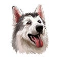 Northern inuit dog, watercolor portrait of canis lupus familiaris closeup digital art. Isolated puppy of England origin showing
