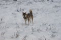 Northern Inuit (Dire Wolf),Lothersdale, North Yorkshire, England