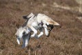 Northern Inuit (kennel name: Machine Lady Artemis) catching mice, Elsack Moor, North Yorkshire, England, UK