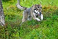 Northern Inuit (kennel name: Machine Lady Artemis), Vinjeora, TrÃÂ¸ndelag County, Norway Royalty Free Stock Photo