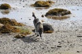 Northern Inuit on Langoya Island between Klo and Stregelvag, Vesteralen Archipelago, Norland County, Norway