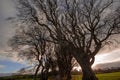 The Dark Hedges. The Game of Thrones.