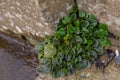 Northern Ireland's Oceanic Cliffs in Captivating Detail. Close up stone and moss, natural details