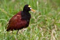 Northern jacana bird walking in the grass