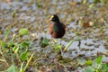 Northern Jacana in Palo Verde National Park