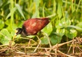 Northern Jacana