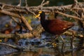 Northern Jacana portrait