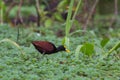 Northern Jacana