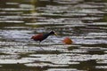 Northern jacana walking over leaves on New River