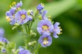 Northern Jacobs ladder polemonium boreale Royalty Free Stock Photo