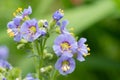 Northern Jacobs ladder polemonium boreale Royalty Free Stock Photo