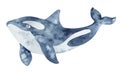 Northern killer whale. Watercolor illustration Royalty Free Stock Photo
