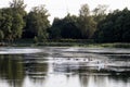 northern lake europe with silent wild swans. family of swans wit