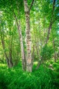 Northern landscape and nature in alaska panhandle