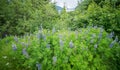 Northern landscape and nature in alaska panhandle