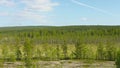 Northern landscape with pines and bogs. Russia