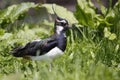 Northern lapwing Royalty Free Stock Photo