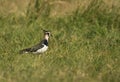Northern Lapwing perched on the grass Royalty Free Stock Photo
