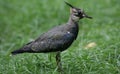 Northern lapwing Royalty Free Stock Photo