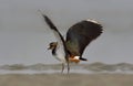 northern lapwing also known as the peewit Royalty Free Stock Photo