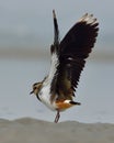 northern lapwing also known as the peewit Royalty Free Stock Photo