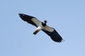 Northern Lapwing Bird In Flight Royalty Free Stock Photo
