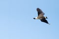 Northern Lapwing Bird In Flight Royalty Free Stock Photo