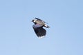 Northern Lapwing Bird In Flight Royalty Free Stock Photo
