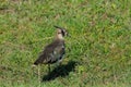 Northern lapwing Royalty Free Stock Photo