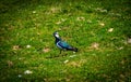 Northern Lapwing bird standing in middle of grass with leaves