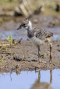 Northern lapwing chick, Vanellus vanellus, wading bird in a meadow Royalty Free Stock Photo