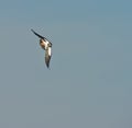 A Northern Lapwing in a daring flight Royalty Free Stock Photo