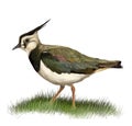 Northern lapwing Royalty Free Stock Photo