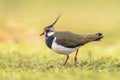 Northern Lapwing Display Behaviour Royalty Free Stock Photo