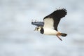 Northern Lapwing in flight