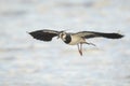 Northern Lapwing in flight Royalty Free Stock Photo