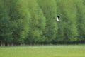 Northern lapwing in flight