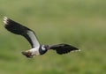 Northern Lapwing in Flight Royalty Free Stock Photo